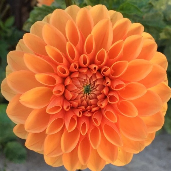 Meet your Posher, Flor - Picture 1 of 1